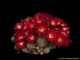 Sulcorebutia pasopayana L387 2125